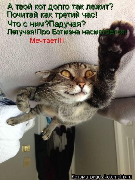 А твой кот долго так лежит? Почитай как третий час! Что с ним?Падучая? Летучая!Про Бэтмэна насмотрелс... Котоматрица: А твой кот долго так лежит? Почитай как третий час! Что с ним?Падучая? Летучая!Про Бэтмэна насмотрелся! Мечтает!!!