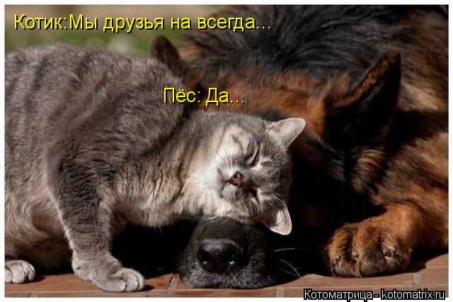 Котик:Мы друзья на всегда... Пёс: Да...... Котоматрица: Котик:Мы друзья на всегда... Пёс: Да...