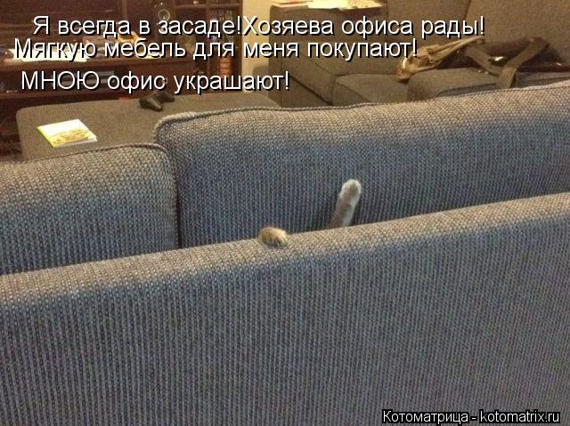 Я всегда в засаде!Хозяева офиса рады! Мягкую мебель для меня покупают! МНОЮ офис украшают!... Котоматрица: Я всегда в засаде!Хозяева офиса рады! Мягкую мебель для меня покупают! МНОЮ офис украшают!