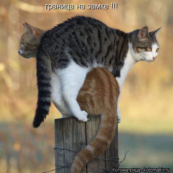 граница на замке !!!... Котоматрица: граница на замке !!!