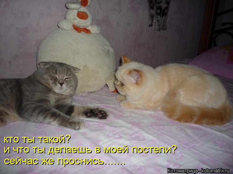кто ты такой? и что ты делаешь в моей постели? сейчас же проснись.......... Котоматрица: кто ты такой? и что ты делаешь в моей постели? сейчас же проснись.......