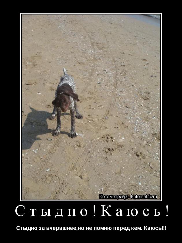 Стыдно!Каюсь! Стыдно за вчерашнее,но не помню перед кем. Каюсь!!!... Котоматрица: Стыдно!Каюсь! Стыдно за вчерашнее,но не помню перед кем. Каюсь!!!