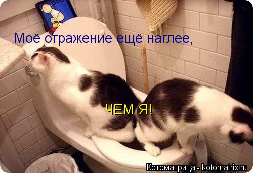 Моё отражение ещё наглее, ЧЕМ Я!... Котоматрица: Моё отражение ещё наглее, ЧЕМ Я!