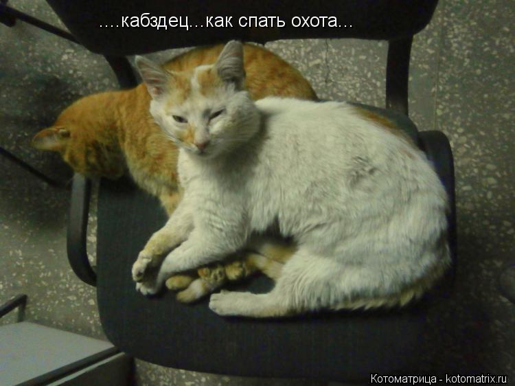 ....кабздец...как спать охота...... Котоматрица: ....кабздец...как спать охота...