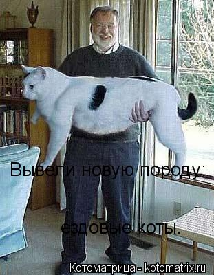 Вывели новую породу: ездовые коты.... Котоматрица: Вывели новую породу: ездовые коты.