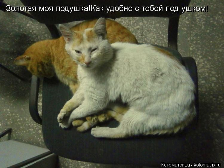 Золотая моя подушка!Как удобно с тобой под ушком!... Котоматрица: Золотая моя подушка!Как удобно с тобой под ушком!