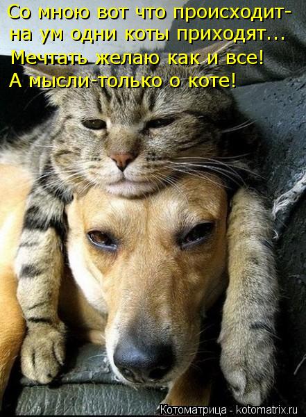 Со мною вот что происходит- на ум одни коты приходят... Мечтать желаю как и все! А мысли-только о кот... Котоматрица: Со мною вот что происходит- на ум одни коты приходят... Мечтать желаю как и все! А мысли-только о коте!