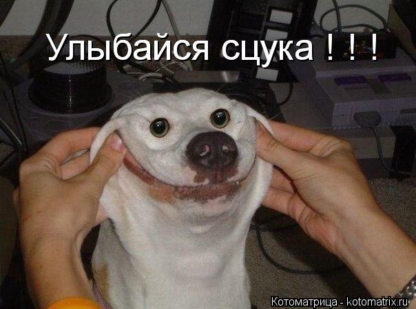 Улыбайся сцука ! ! ! Улыбайся сцука ! ! !... Котоматрица: Улыбайся сцука ! ! ! Улыбайся сцука ! ! !
