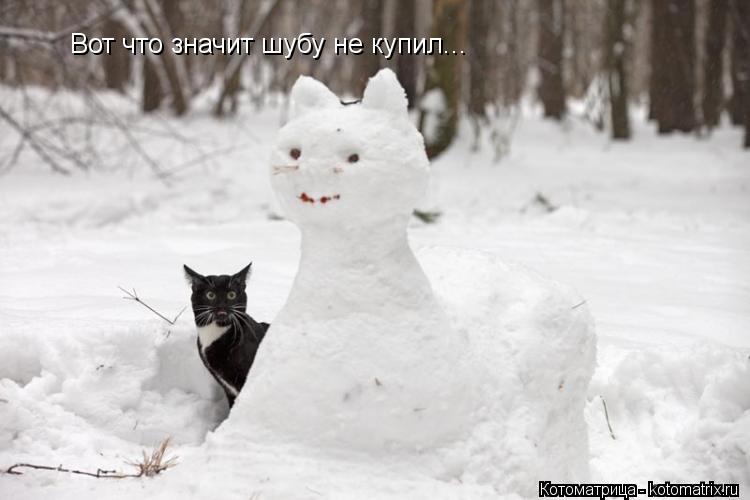 Вот что значит шубу не купил...... Котоматрица: Вот что значит шубу не купил...