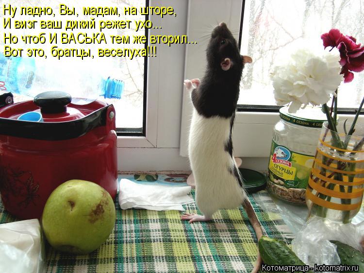 http://kotomatrix.ru/images/lolz/2013/04/04/kotomatritsa_CU.jpg