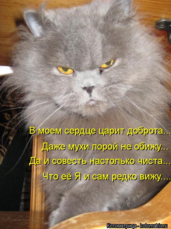 В моем сердце царит доброта... Даже мухи порой не обижу... Да и совесть настолько чиста... Что её Я и... Котоматрица: В моем сердце царит доброта... Даже мухи порой не обижу... Да и совесть настолько чиста... Что её Я и сам редко вижу....