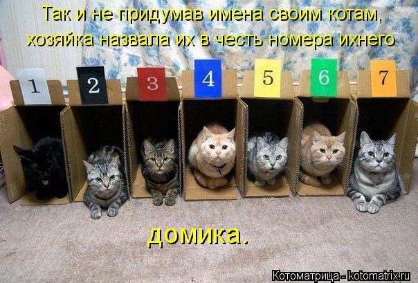 Так и не придумав имена своим котам, хозяйка назвала их в честь номера ихнего домика.... Котоматрица: Так и не придумав имена своим котам, хозяйка назвала их в честь номера ихнего домика.