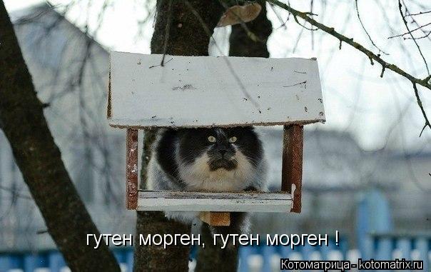 гутен морген, гутен морген !... Котоматрица: гутен морген, гутен морген !