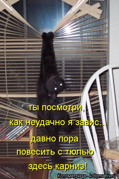 ты посмотри, как неудачно я завис... давно пора повесить с тюлью здесь карниз!... Котоматрица: ты посмотри, как неудачно я завис... давно пора повесить с тюлью здесь карниз!