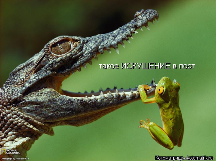 такое ИСКУШЕНИЕ в пост... Котоматрица: такое ИСКУШЕНИЕ в пост
