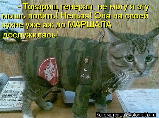 - Товарищ генерал, не могу я эту мышь ловить! Нельзя! Она на своей дослужилась! кухне уже аж до МАР... Котоматрица: - Товарищ генерал, не могу я эту мышь ловить! Нельзя! Она на своей дослужилась! кухне уже аж до МАРШАЛА
