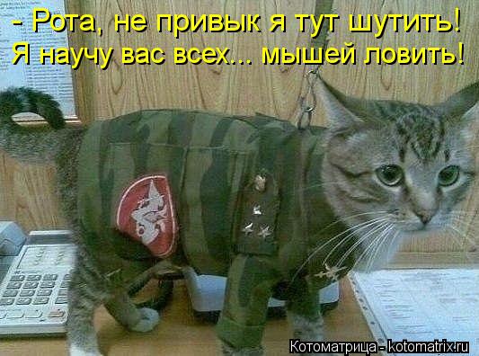 - Рота, не привык я тут шутить! Я научу вас всех... мышей ловить!... Котоматрица: - Рота, не привык я тут шутить! Я научу вас всех... мышей ловить!