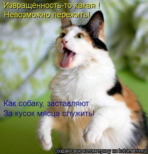 Извращённость-то какая ! Невозможно пережить! Как собаку, заставляют За кусок мясца служить!... Котоматрица: Извращённость-то какая ! Невозможно пережить! Как собаку, заставляют За кусок мясца служить!