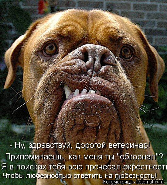 - Ну, здравствуй, дорогой ветеринар! Припоминаешь, как меня ты "обкорнал"? Я в поисках тебя всю проче... Котоматрица: - Ну, здравствуй, дорогой ветеринар! Припоминаешь, как меня ты "обкорнал"? Я в поисках тебя всю прочесал окрестность Чтобы любезностью ответи