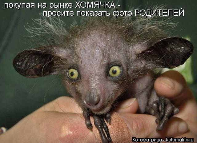 покупая на рынке ХОМЯЧКА - просите показать фото РОДИТЕЛЕЙ... Котоматрица: покупая на рынке ХОМЯЧКА - просите показать фото РОДИТЕЛЕЙ