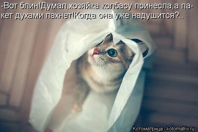 -Вот блин!Думал,хозяйка колбасу принесла,а па- кет духами пахнет!Когда она уже надушится?..... Котоматрица: -Вот блин!Думал,хозяйка колбасу принесла,а па- кет духами пахнет!Когда она уже надушится?..