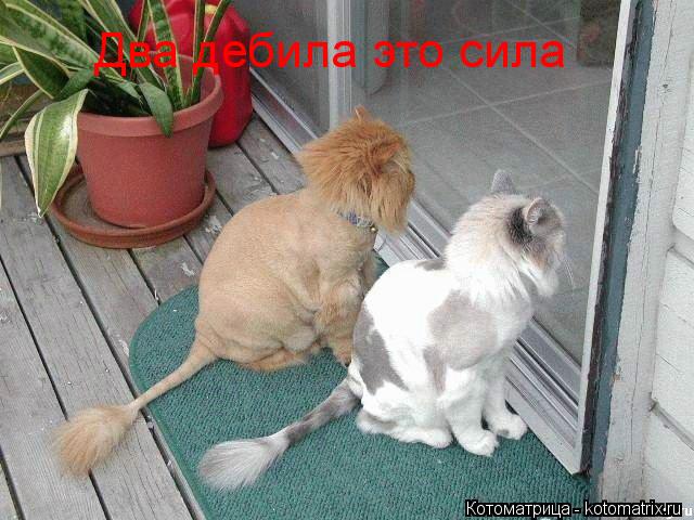 Два дебила это сила... Котоматрица: Два дебила это сила