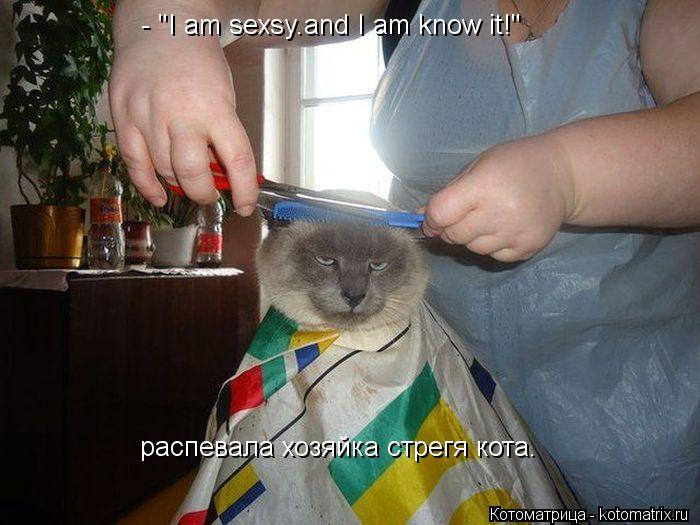 - "I am sexsy.and I am know it!" распевала хозяйка стрегя кота.... Котоматрица: - "I am sexsy.and I am know it!" распевала хозяйка стрегя кота.