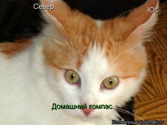 Домашний компас. Север. Юг.... Котоматрица: Домашний компас. Север. Юг.