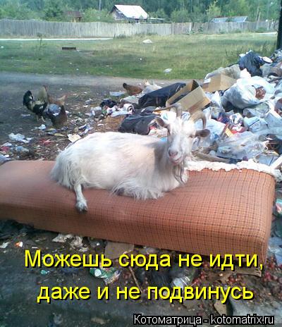 Можешь сюда не идти, даже и не подвинусь... Котоматрица: Можешь сюда не идти, даже и не подвинусь