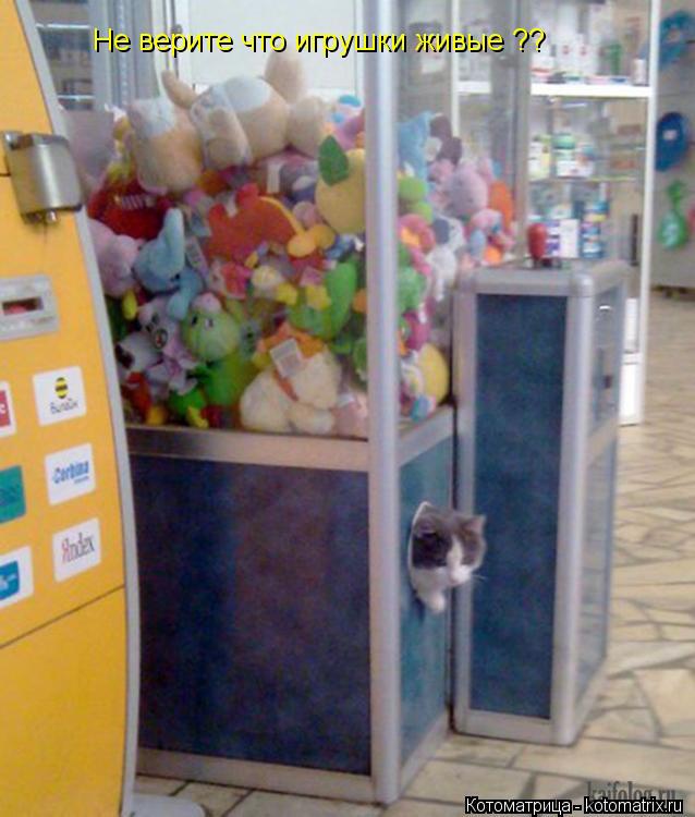 Не верите что игрушки живые ??... Котоматрица: Не верите что игрушки живые ??