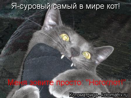 Я-суровый самый в мире кот! Меня зовите просто: "Ногоглот!"... Котоматрица: Я-суровый самый в мире кот! Меня зовите просто: "Ногоглот!"
