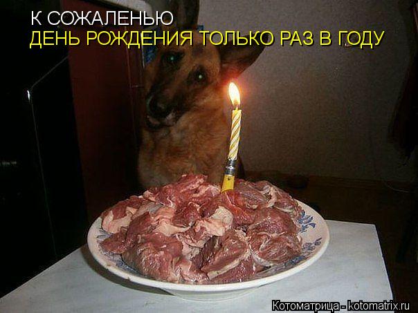 Котоматрица: К СОЖАЛЕНЬЮ  ДЕНЬ РОЖДЕНИЯ ТОЛЬКО РАЗ В ГОДУ