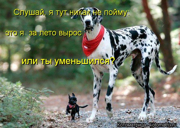 Слушай, я тут никак не пойму: это я за лето вырос или ты уменьшился?... Котоматрица: Слушай, я тут никак не пойму: это я за лето вырос или ты уменьшился?