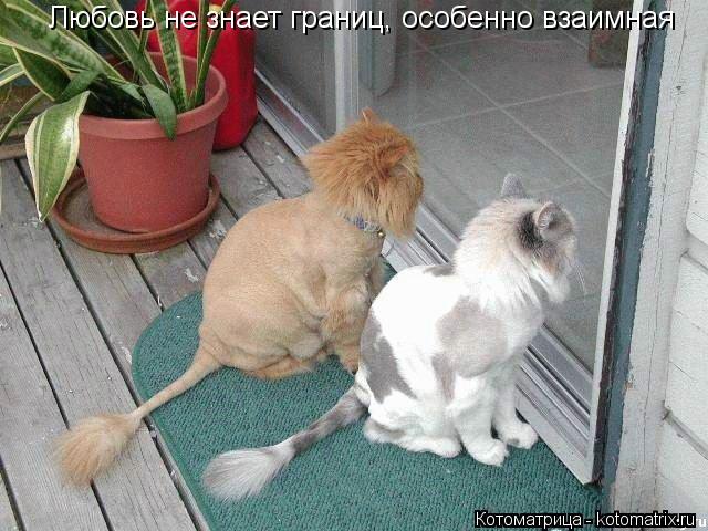 Любовь не знает границ, особенно взаимная... Котоматрица: Любовь не знает границ, особенно взаимная