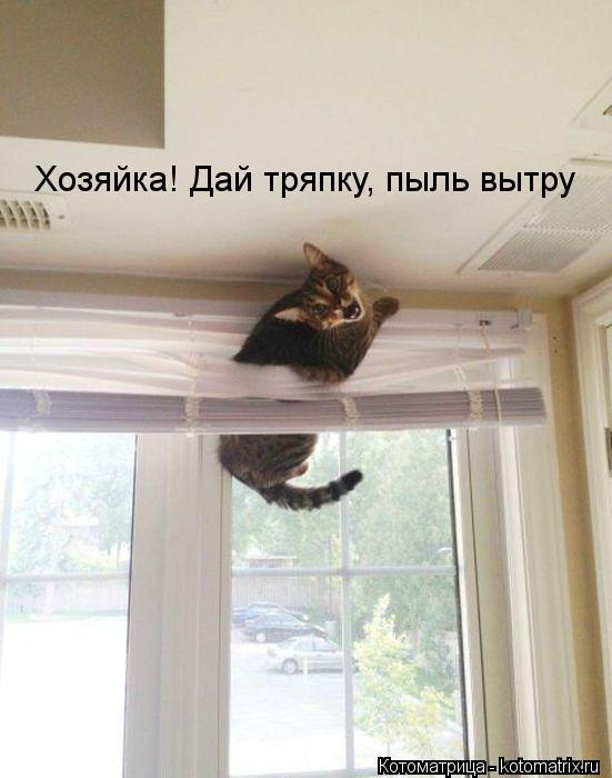 Хозяйка! Дай тряпку, пыль вытру... Котоматрица: Хозяйка! Дай тряпку, пыль вытру