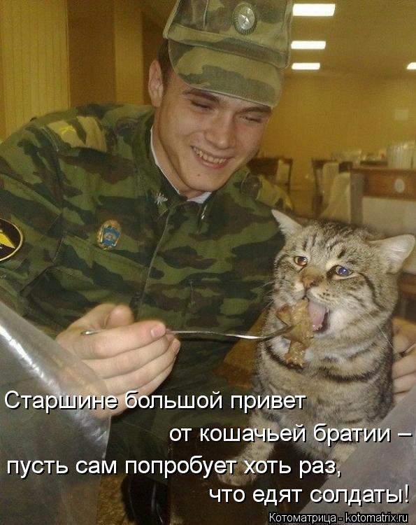 Старшине большой привет от кошачьей братии – пусть сам попробует хоть раз, пусть сам попробует хоть ... Котоматрица: Старшине большой привет от кошачьей братии – пусть сам попробует хоть раз, пусть сам попробует хоть раз, что едят солдаты!