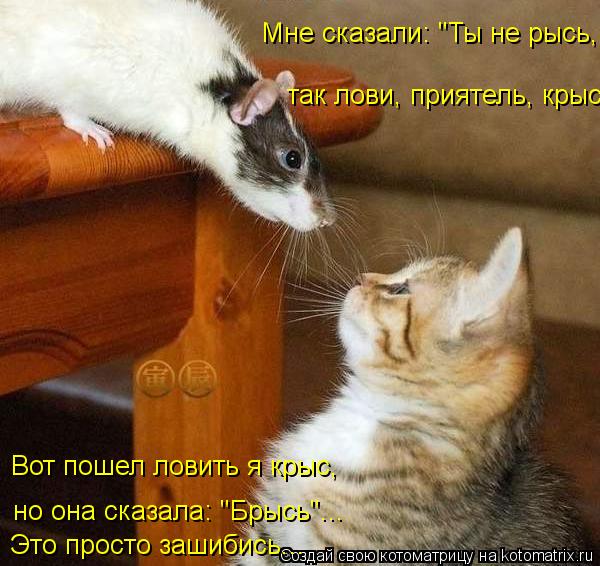 Мне сказали: "Ты не рысь, но она сказала: "Брысь"... Это просто зашибись... так лови, приятель, крыс... Котоматрица: Мне сказали: "Ты не рысь, но она сказала: "Брысь"... Это просто зашибись... так лови, приятель, крысь"! Вот пошел ловить я крыс,