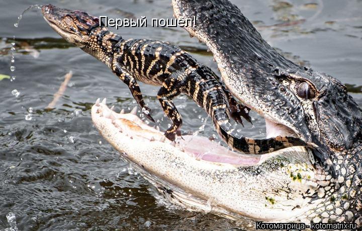 Первый пошёл!... Котоматрица: Первый пошёл!