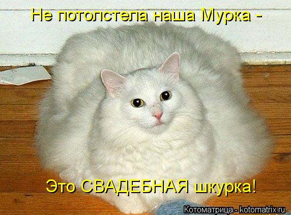 Не потолстела наша Мурка - Это СВАДЕБНАЯ шкурка!... Котоматрица: Не потолстела наша Мурка - Это СВАДЕБНАЯ шкурка!