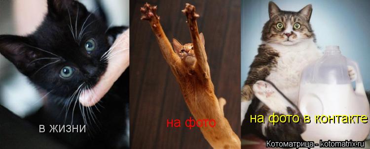 в жизни на фото на фото в контакте... Котоматрица: в жизни на фото на фото в контакте