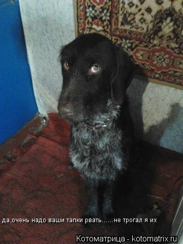 да,очень надо ваши тапки рвать......не трогал я их... Котоматрица: да,очень надо ваши тапки рвать......не трогал я их