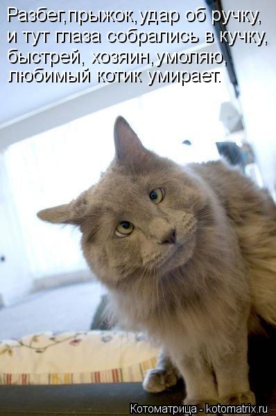 Разбег,прыжок,удар об ручку, и тут глаза собрались в кучку, быстрей, хозяин,умоляю, любимый котик уми... Котоматрица: Разбег,прыжок,удар об ручку, и тут глаза собрались в кучку, быстрей, хозяин,умоляю, любимый котик умирает.