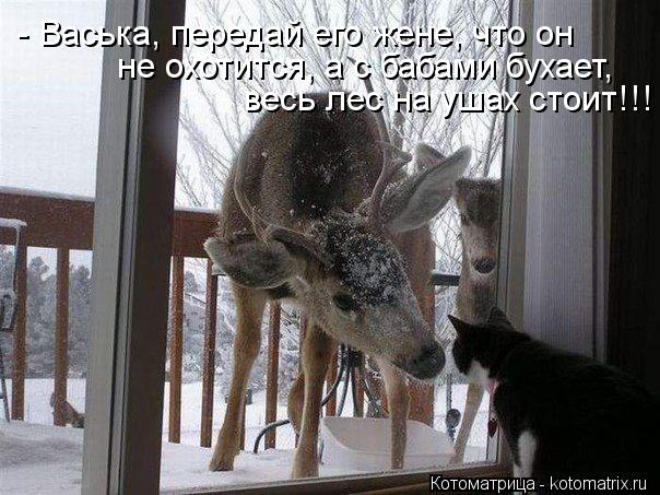 - Васька, передай его жене, что он не охотится, а с бабами бухает, весь лес на ушах стоит!!!... Котоматрица: - Васька, передай его жене, что он не охотится, а с бабами бухает, весь лес на ушах стоит!!!