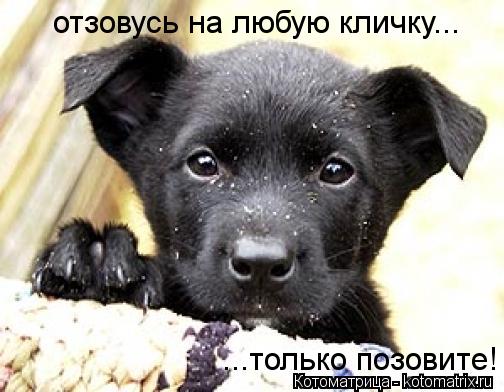 отзовусь на любую кличку... ...только позовите!... Котоматрица: отзовусь на любую кличку... ...только позовите!