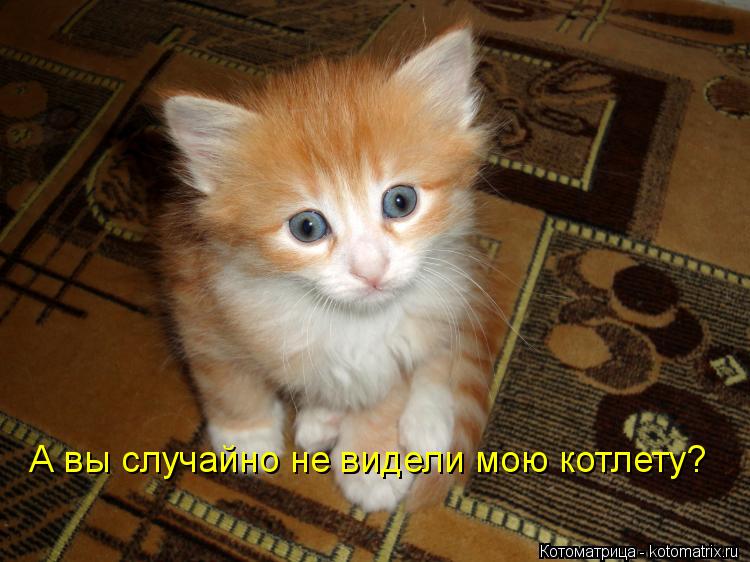 А вы случайно не видели мою котлету?... Котоматрица: А вы случайно не видели мою котлету?