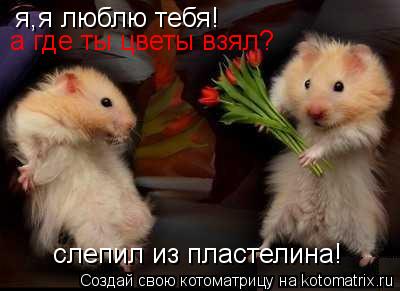 я,я люблю тебя! а где ты цветы взял? слепил из пластелина!... Котоматрица: я,я люблю тебя! а где ты цветы взял? слепил из пластелина!