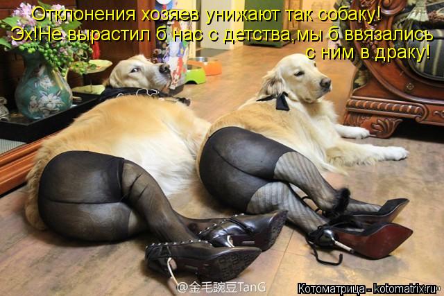 Отклонения хозяев унижают так собаку! Эх!Не вырастил б нас с детства,мы б ввязались с ним в драку!... Котоматрица: Отклонения хозяев унижают так собаку! Эх!Не вырастил б нас с детства,мы б ввязались с ним в драку!