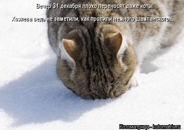 Котоматрица: Вечер 31 декабря плохо переносят даже коты! Хозяева ведь не заметили, как пролили немного шампанского...