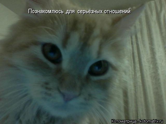 Котоматрица: Познакомлюсь ,для  серьёзных отношений