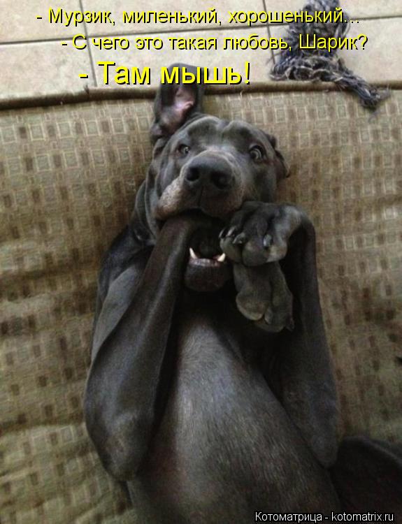 - Мурзик, миленький, хорошенький... - С чего это такая любовь, Шарик? - С чего это такая любовь, Ша... Котоматрица: - Мурзик, миленький, хорошенький... - С чего это такая любовь, Шарик? - С чего это такая любовь, Шарик? - Там мышь!